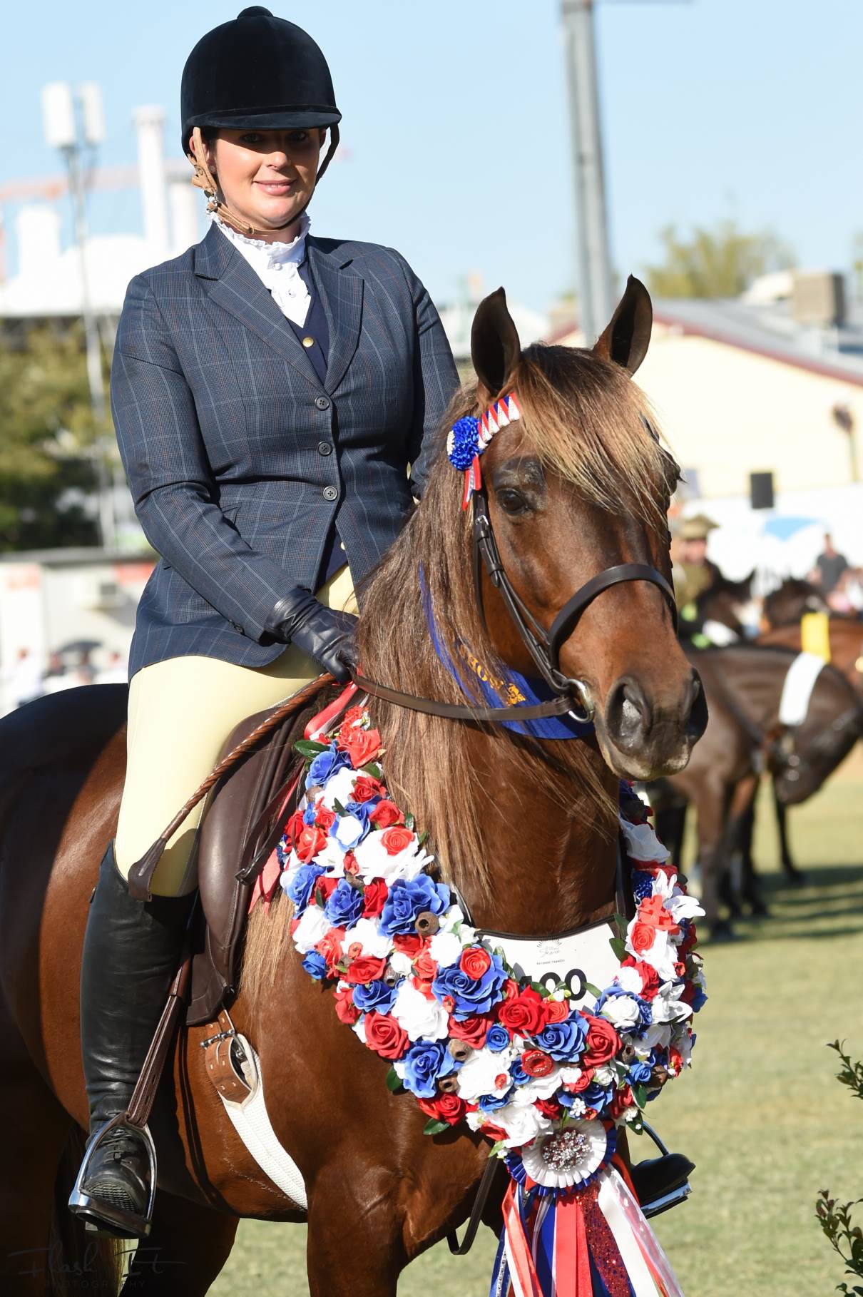 BJ, Waler stallion, after winning the inaugral Best Ridden Waler Exhibit at Brisbane Royal 2015 with Emily Wonka aboard 