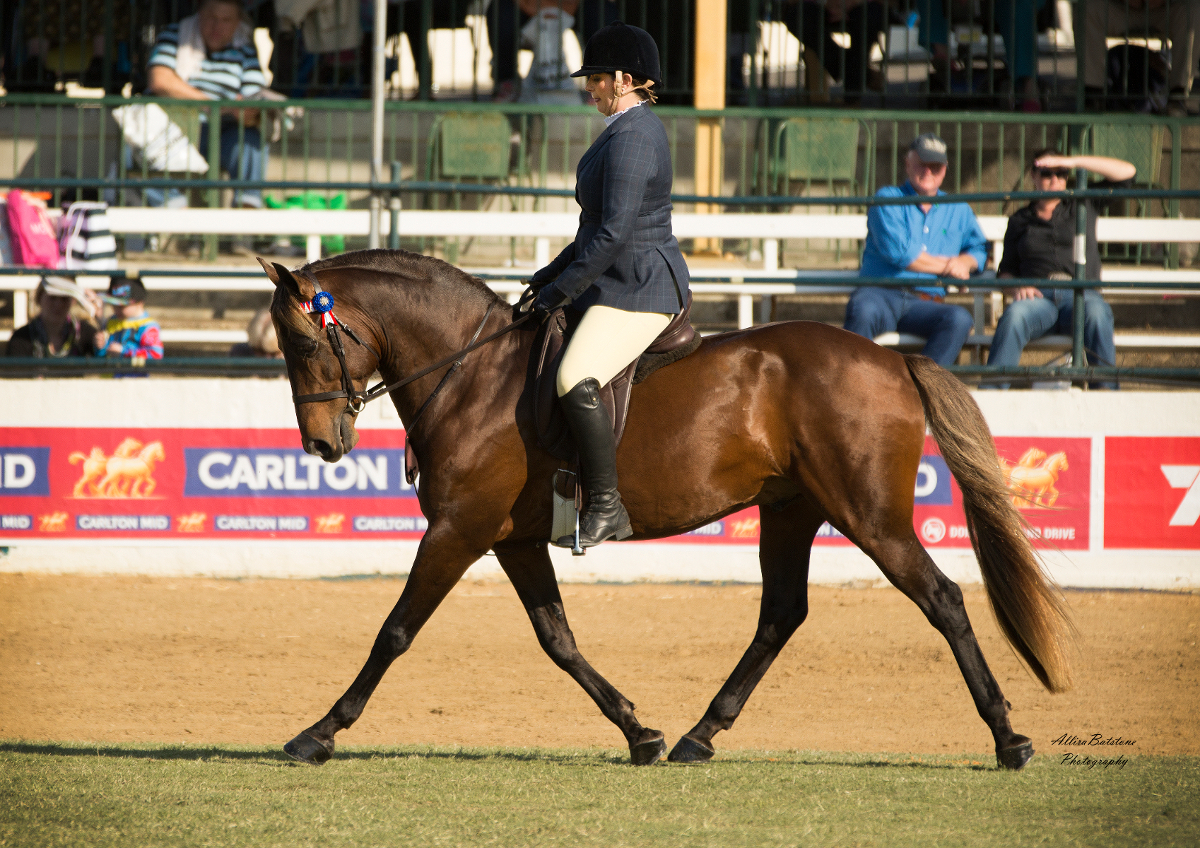 BJ, Waler stallion, producing a lovely workout to win Best Ridden Waler Exhibit at Brisbane Royal 2015 with Emily Wonka. 