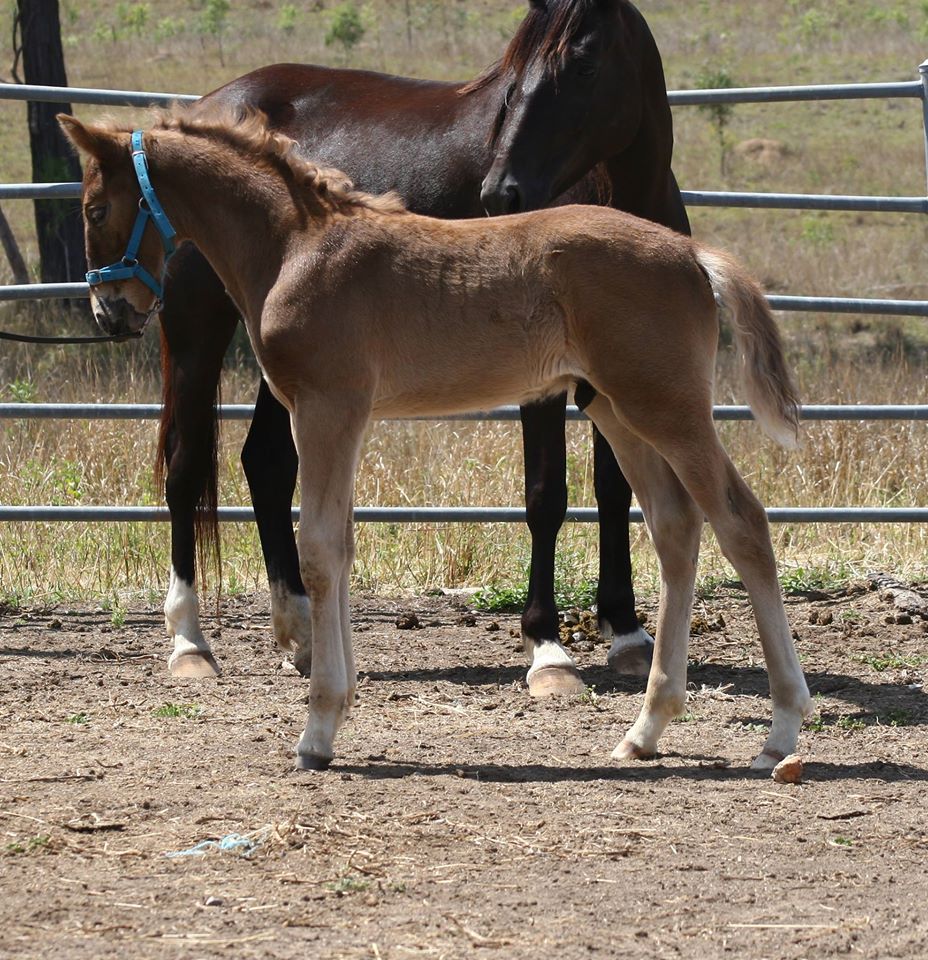  Pinnacle Sterling Silver; he's a Waler foal showing a very showy personality 