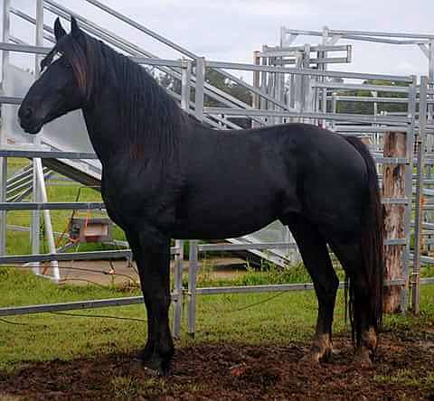 Sand Palm Digger, black Waler stallion and sire of Waler gelding Wendara Silver Lining. We have secured 25 doses of Digger's semen for Pinnacle Peak Stud, immortalising Digger who is now aged in his 20s and providing us rare Garden bloodlines