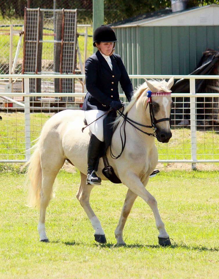 Naryilco Laila, Waler mare, competing in the ridden classes at Warwick Show 2016