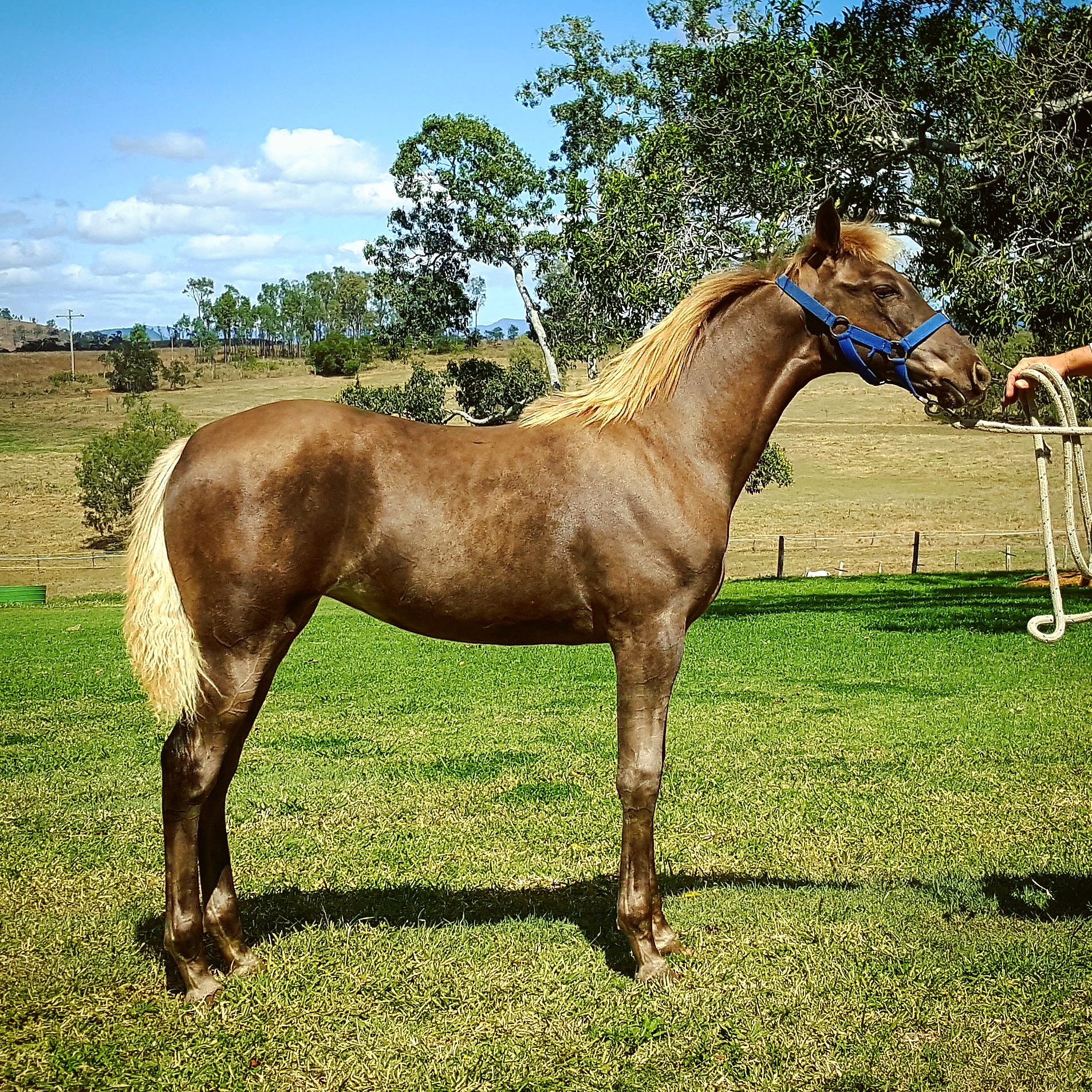  Misty, a weanling at five months, being prepped for the QLD Dilute Championships