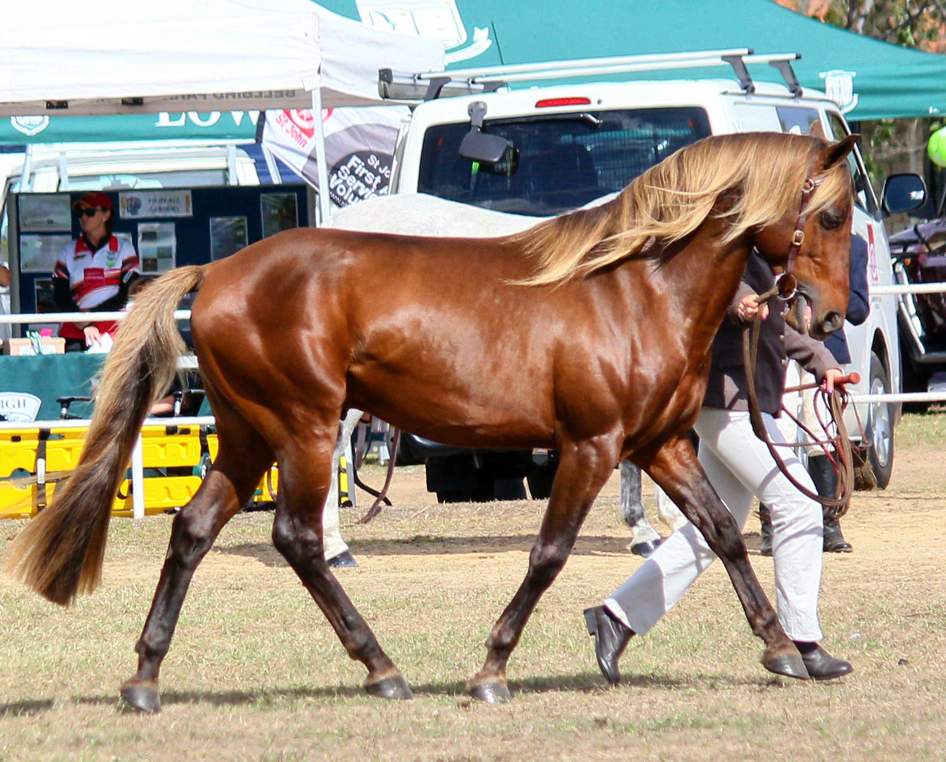 Bee made a quick return to the show ring after being officially retired from showing after Brisbane Royal 2015. He came to the Lowood Show and won Champion Waler stallion and was well praised by the judge who remembered him from his heyday