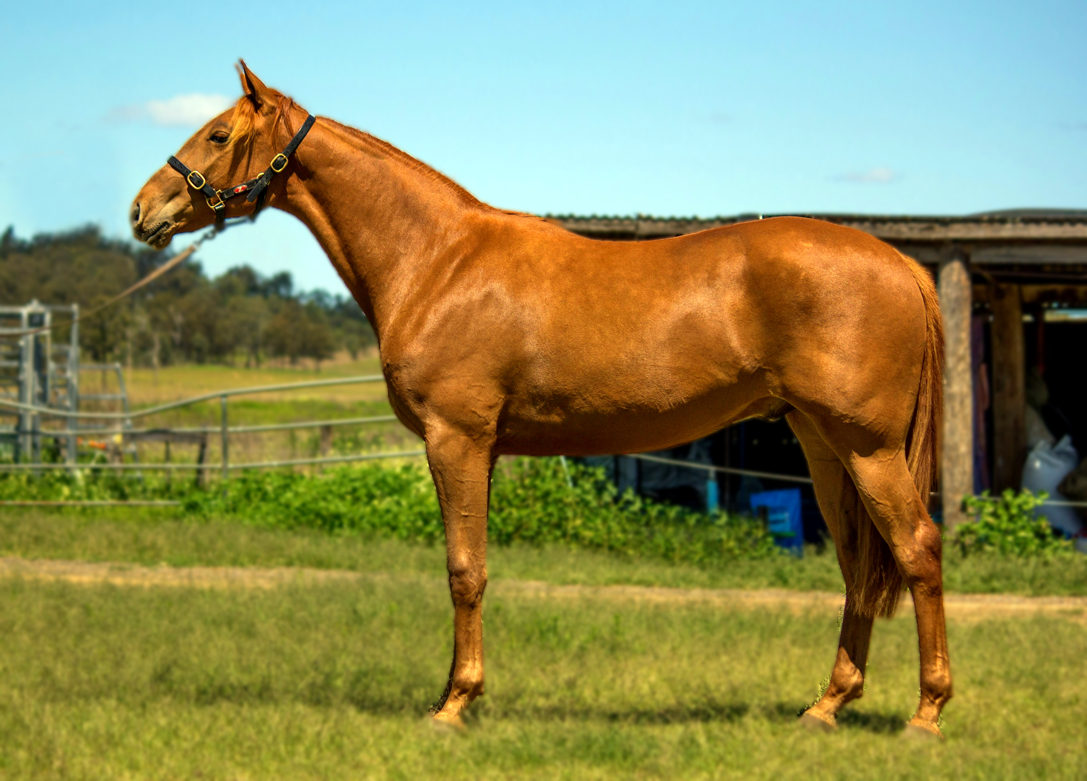  Flame, a rising two year old gelding