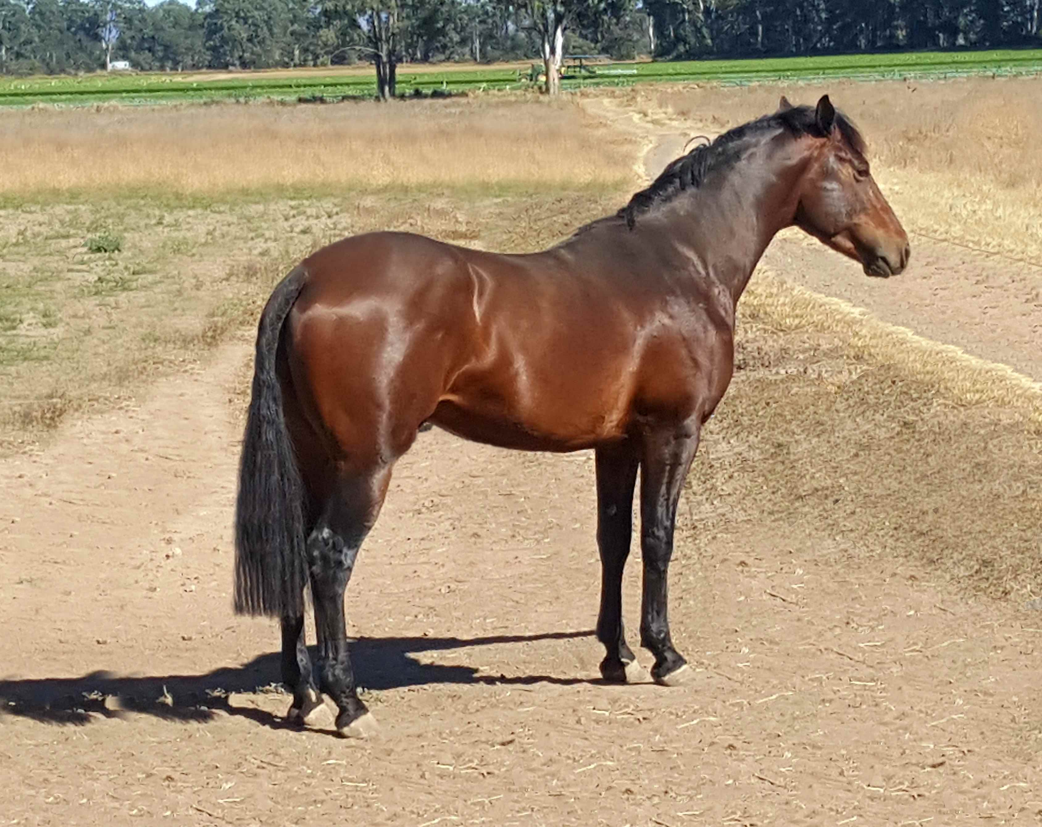Our Waler colt taken in September 2017