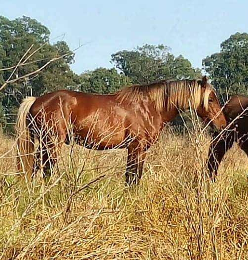 Warratah Star, Waler stallion with his gelding paddock buddy Archie, taken in October 2017 