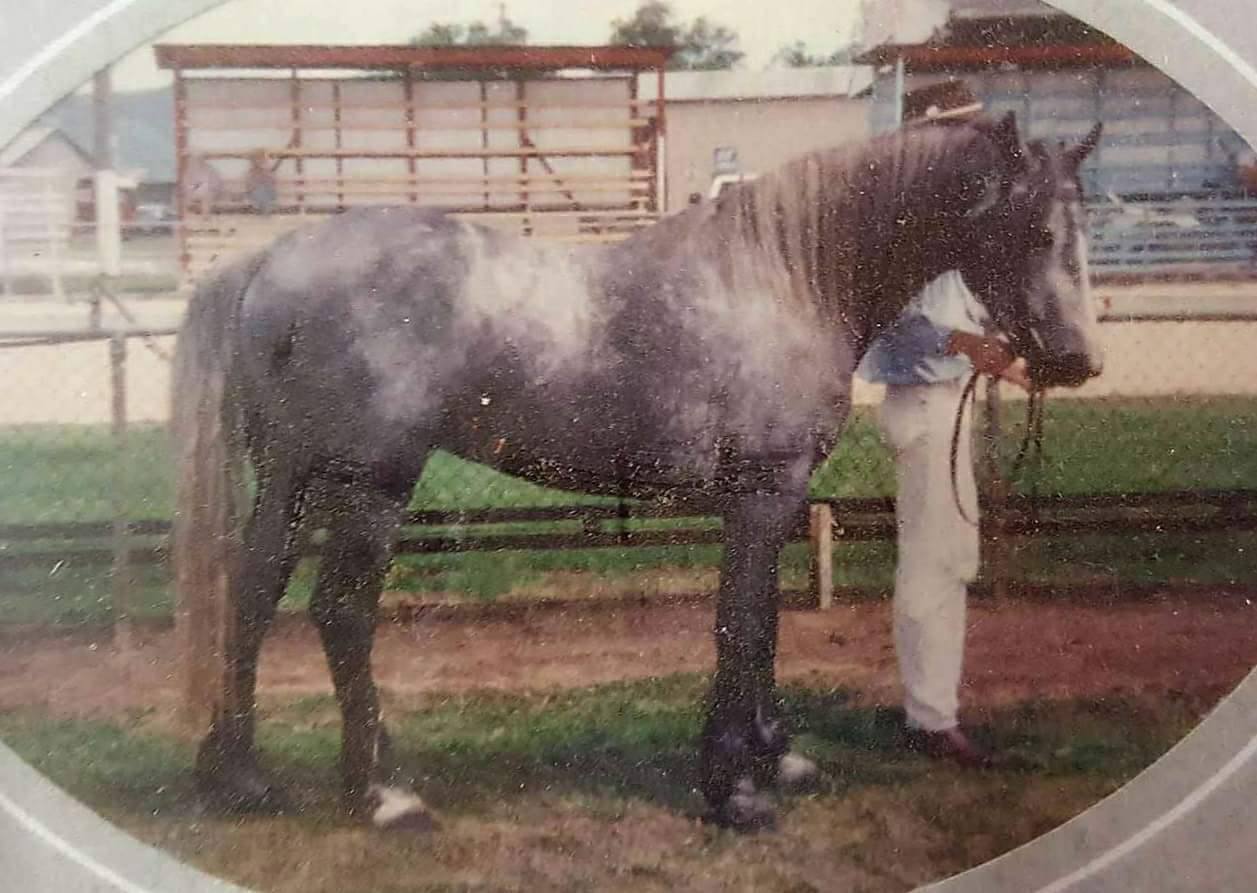 Chauvel's Charger, foundation Jinka stallion