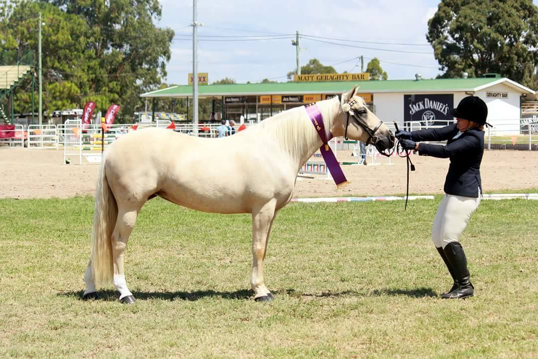 Naryilco Laila, Waler mare at Warwick Show 2016