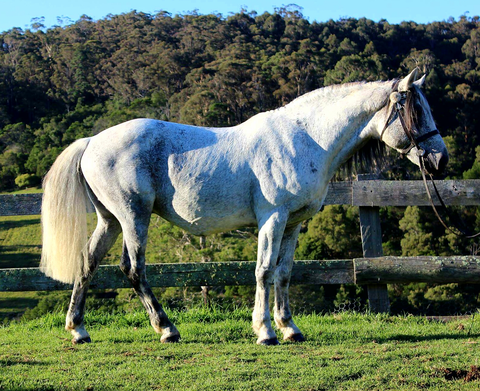  Waler stallion NP Fonzarelli, owned by Forever Walers