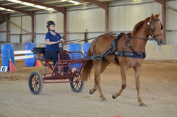  Flame, competing in harness at three years old