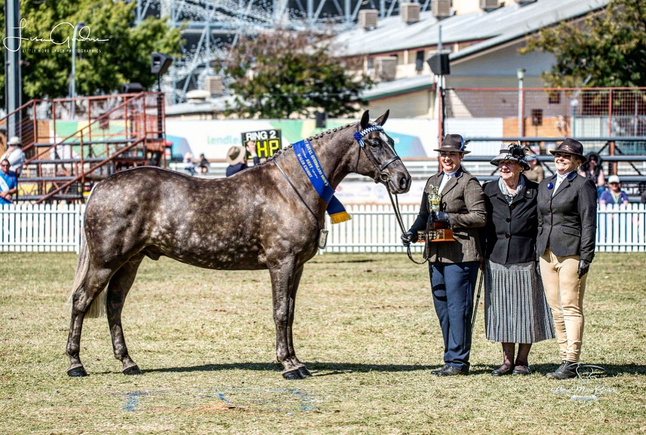 Wendara Silver Lining, Waler gelding, at the Queensland Royal 2017, led by Emily Wonka, pictured with sponsor Velda Chaplin of the Velda Chaplin Memorial Trophy and owner Penny Bieber