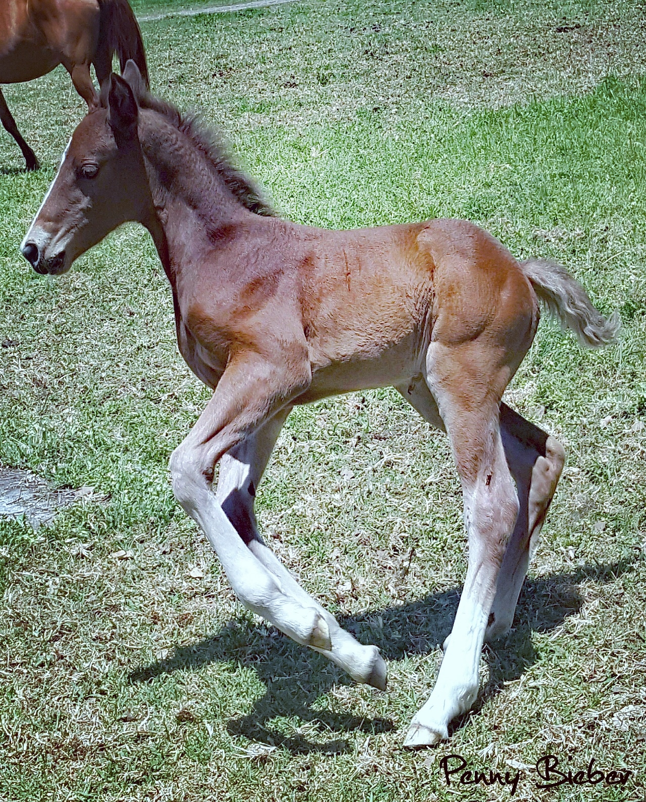  Waler foal filly Pinnacle Silver Cherry Blossom