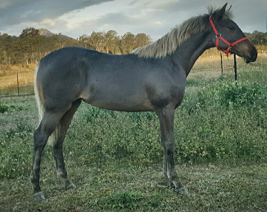  Our Waler foal, Pinnacle Calypso Silver Rose taken in June 2017