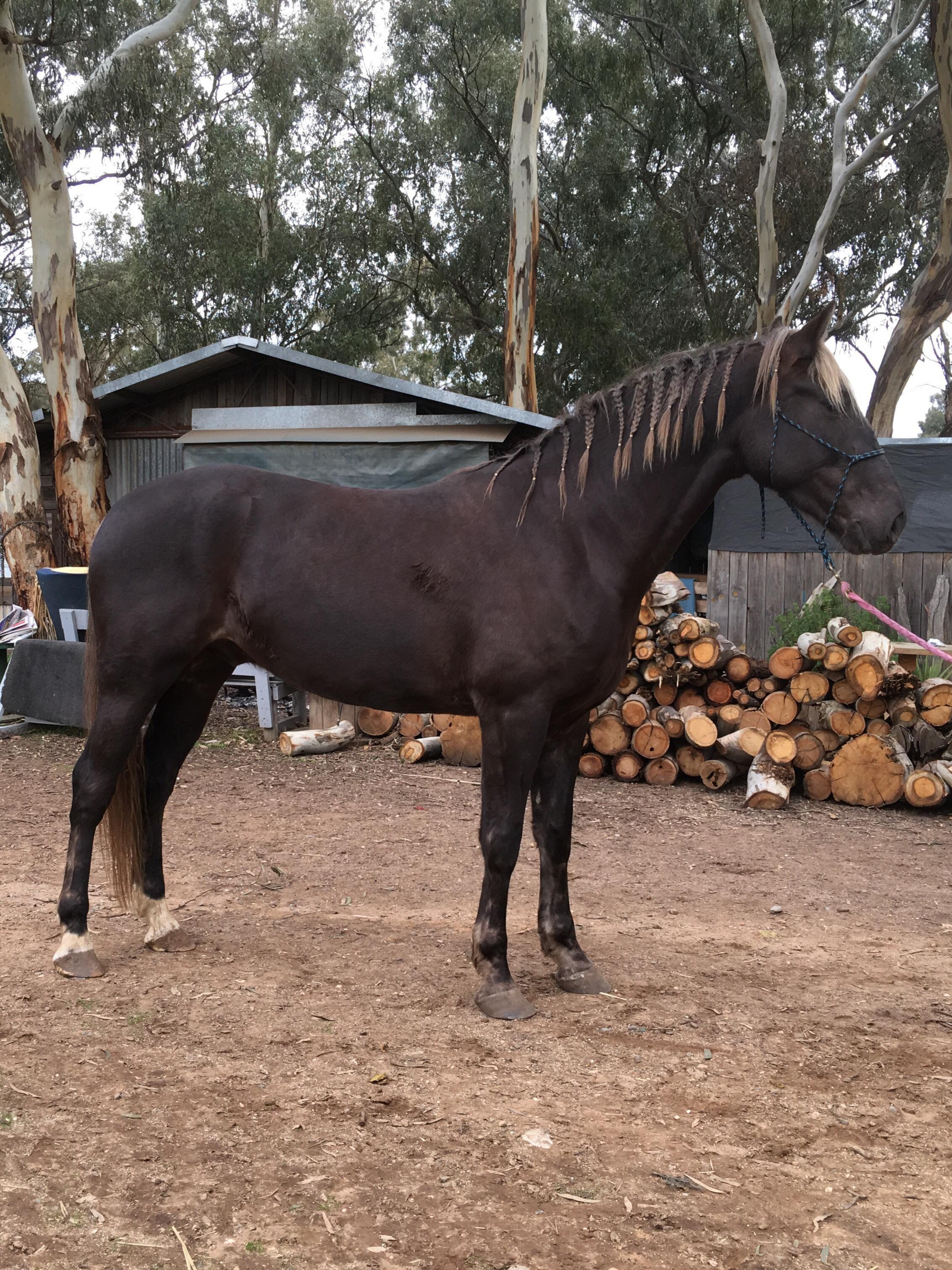  Sterlo, the beautiful Waler foal taken in June 2018