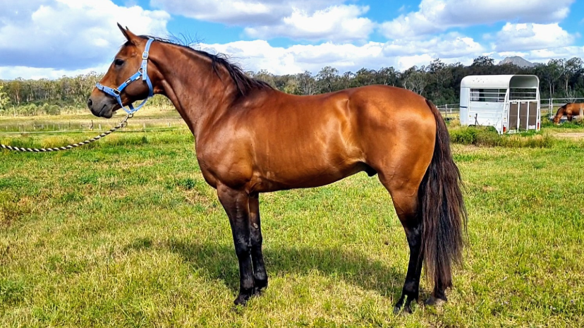 Warratah Aurora Australis, Waler stallion 